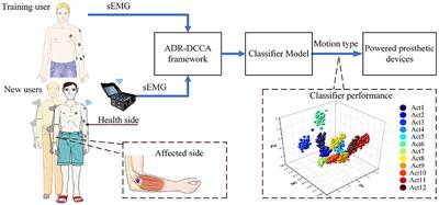 Multi-user motion recognition using sEMG via discriminative canonical correlation analysis and adaptive dimensionality reduction